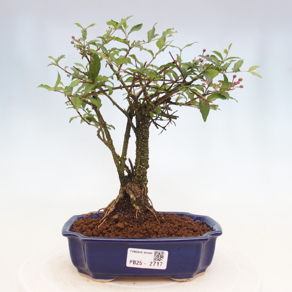 Izbová bonsai - Malpighia coccigera- Barbdorská čerešňa