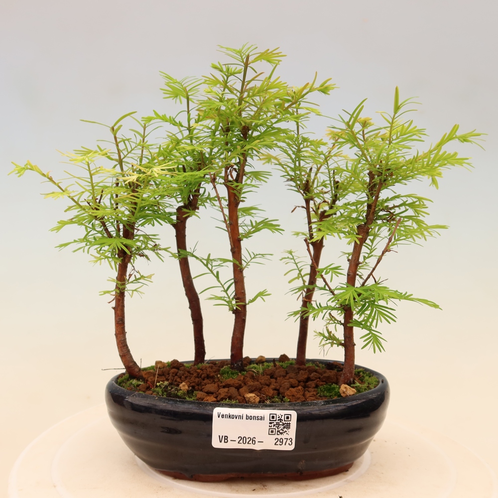Vonkajší bonsai – Metasequoia glyptostroboides – čínska metasekvoja – hájik