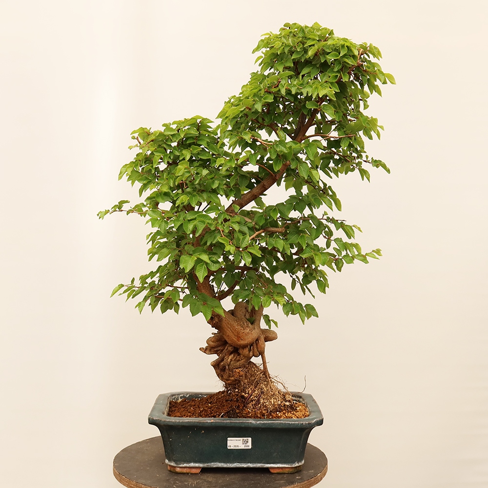 Vonkajší bonsai -Carpinus Coreana - Hrab kórejský