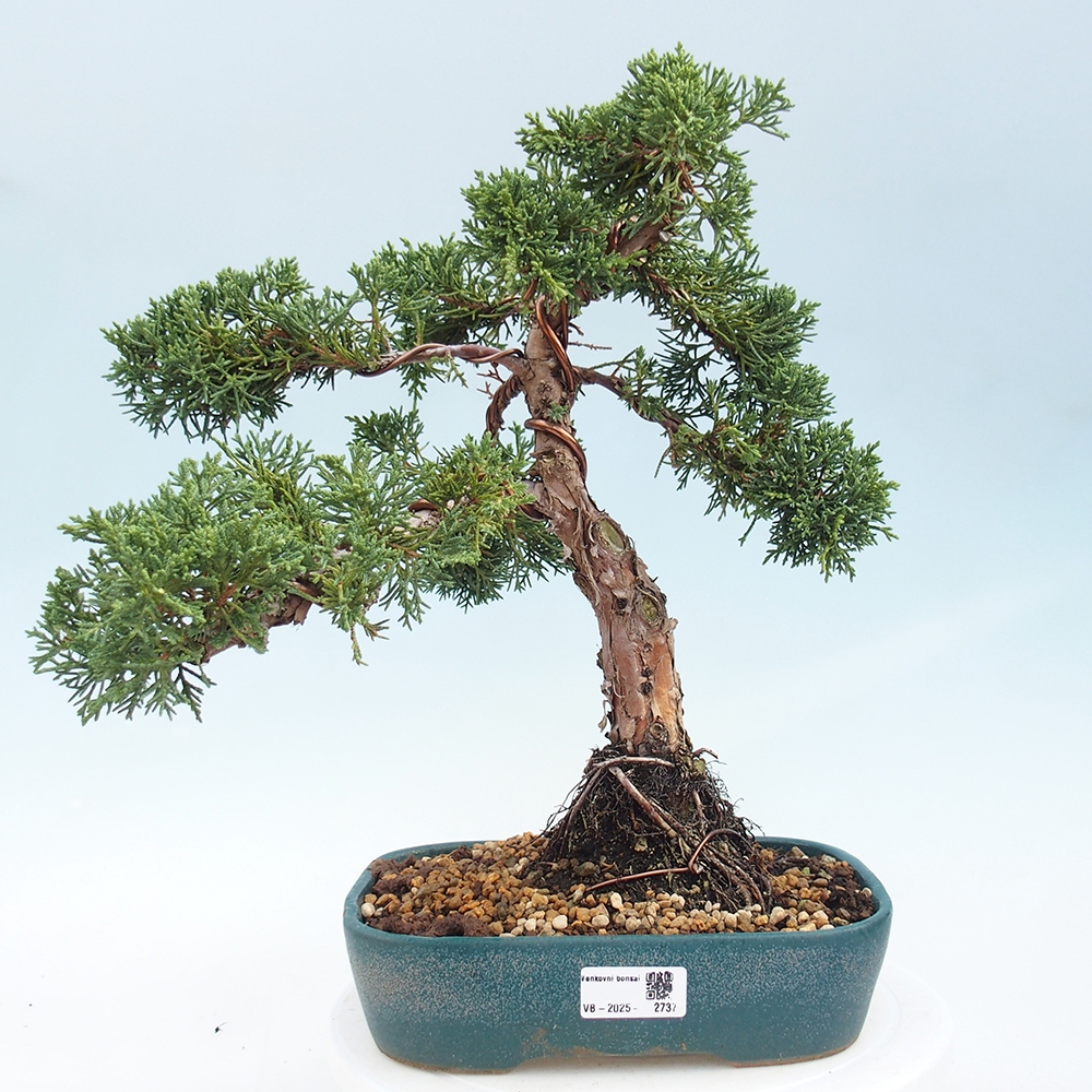 Vonkajšie bonsai - Juniperus chinensis Kishu -Jalovec čínsky
