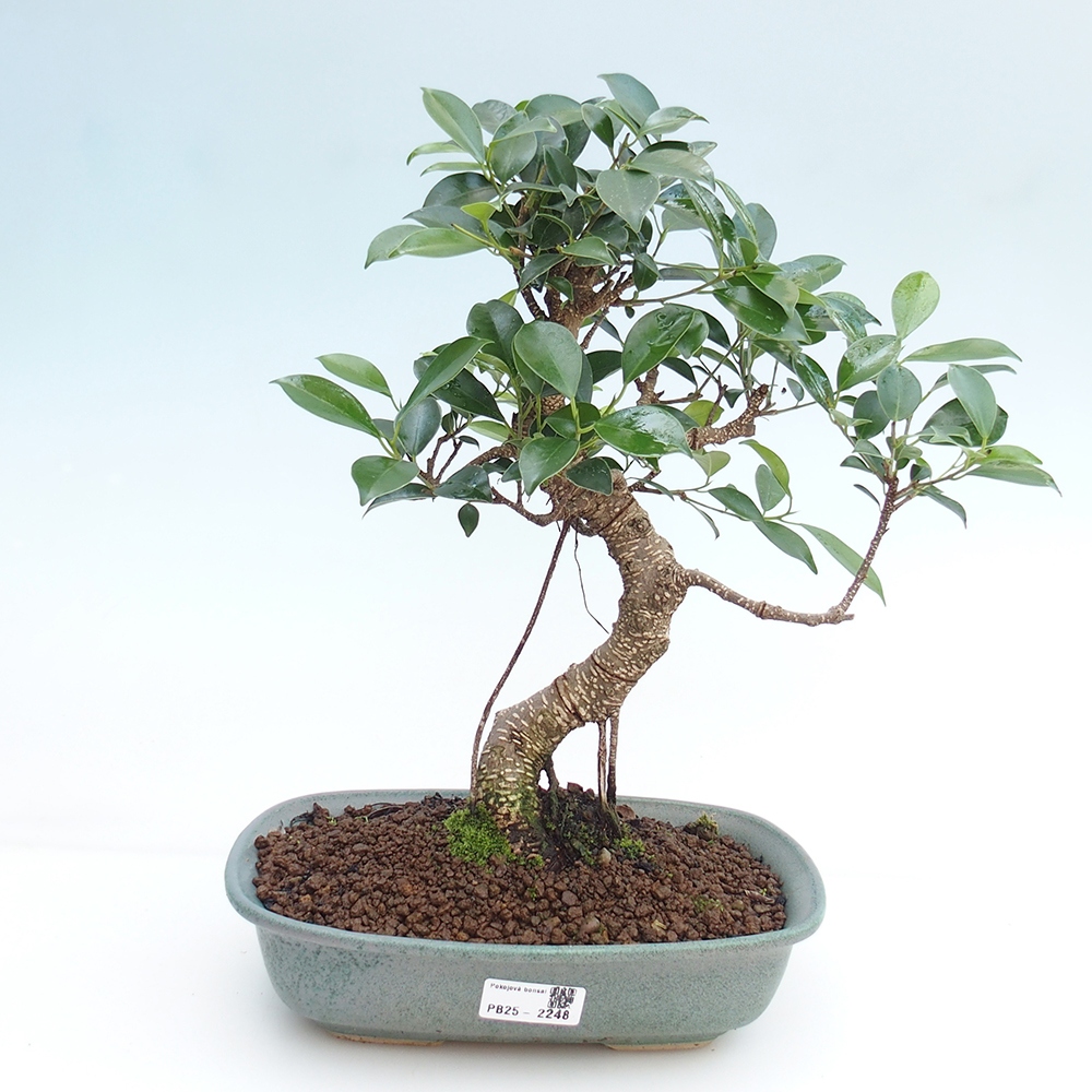 Izbová bonsai - Ficus kimmen - malolistá fikus