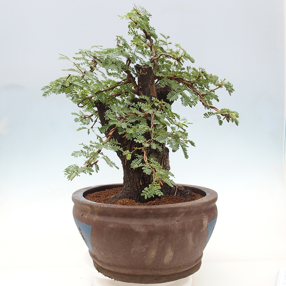 Izbová bonsai - Akacia Arabica