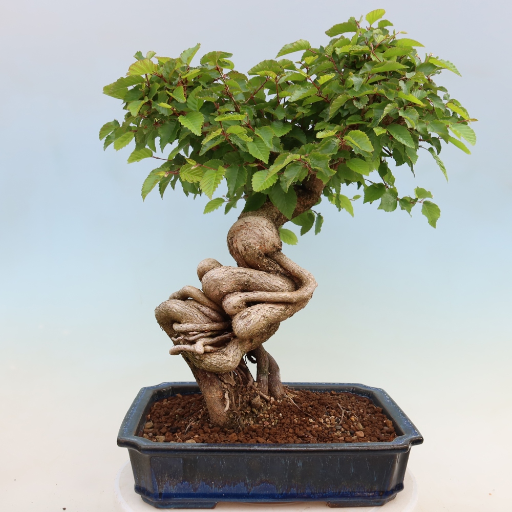 Vonkajší bonsaj -Carpinus coreana - Hrab kórejský