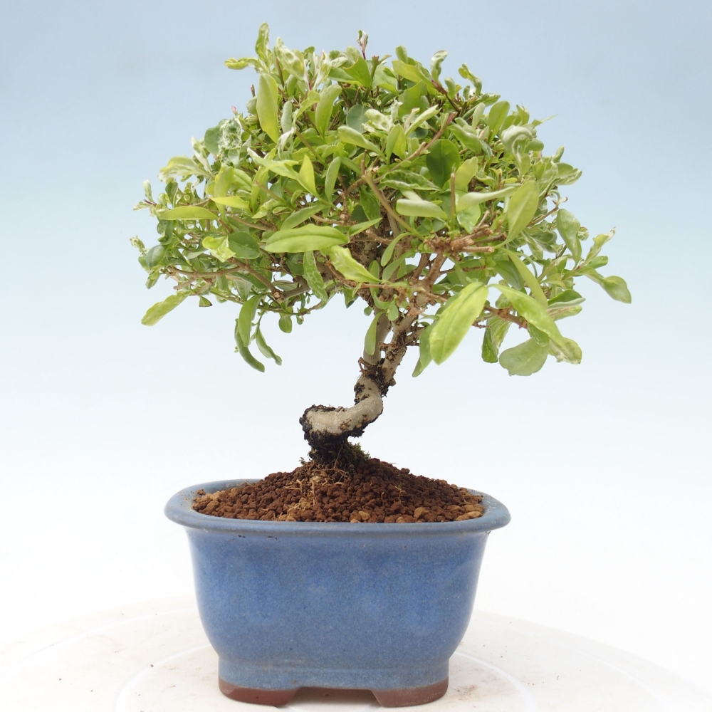 Vonkajší bonsai - Ligustrum obtusifolium - Vtáčí zob tupolistý