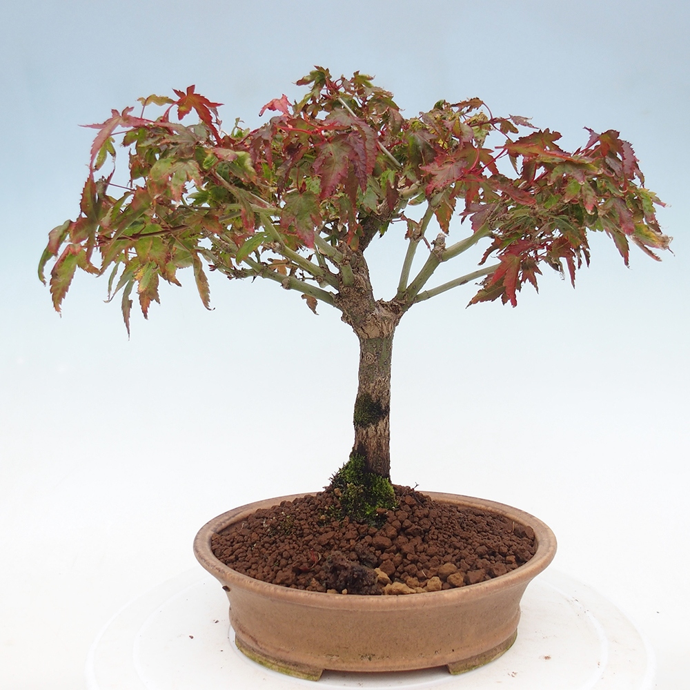 Acer palmatum KIOHIME - Javor palmetový