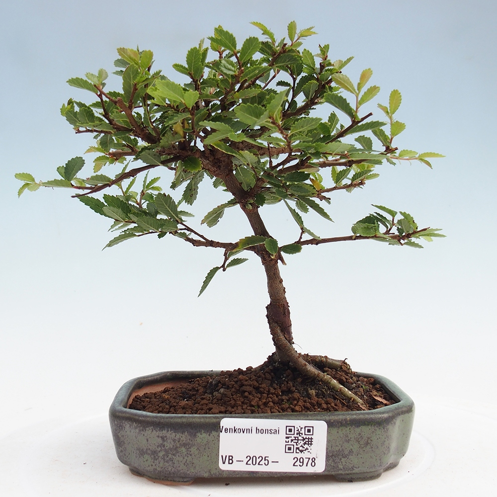 Vonkajší bonsai - Ulmus parvifolia Sagei - Malolistý brest