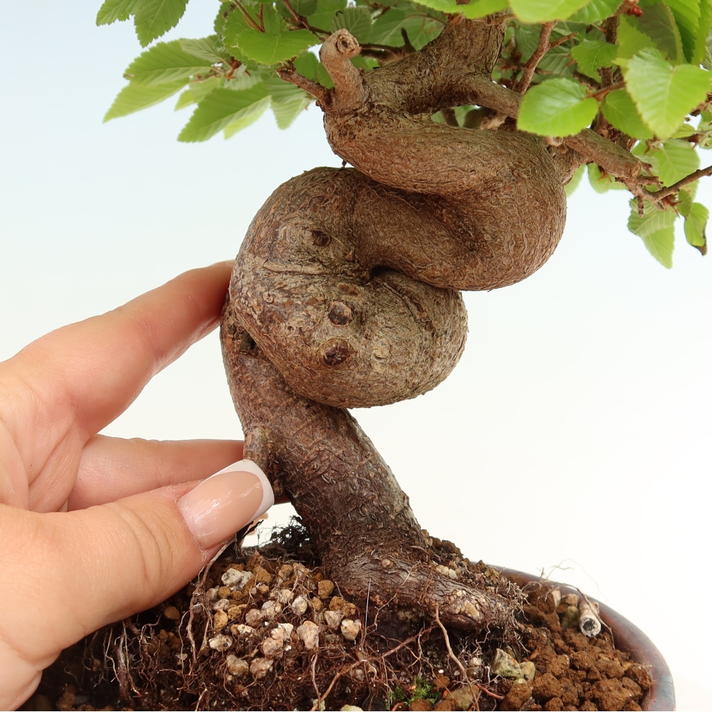 Vonkajší bonsaj -Carpinus coreana - Hrab kórejský