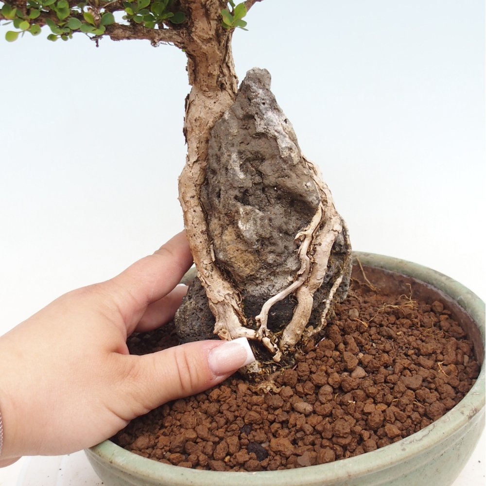 Vonkajšie bonsaje - Berberis coreana