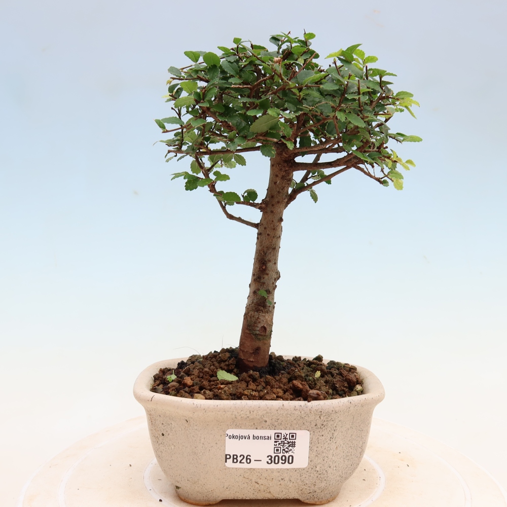 Izbový bonsaj - Ulmus parvifolia - brest malolistý