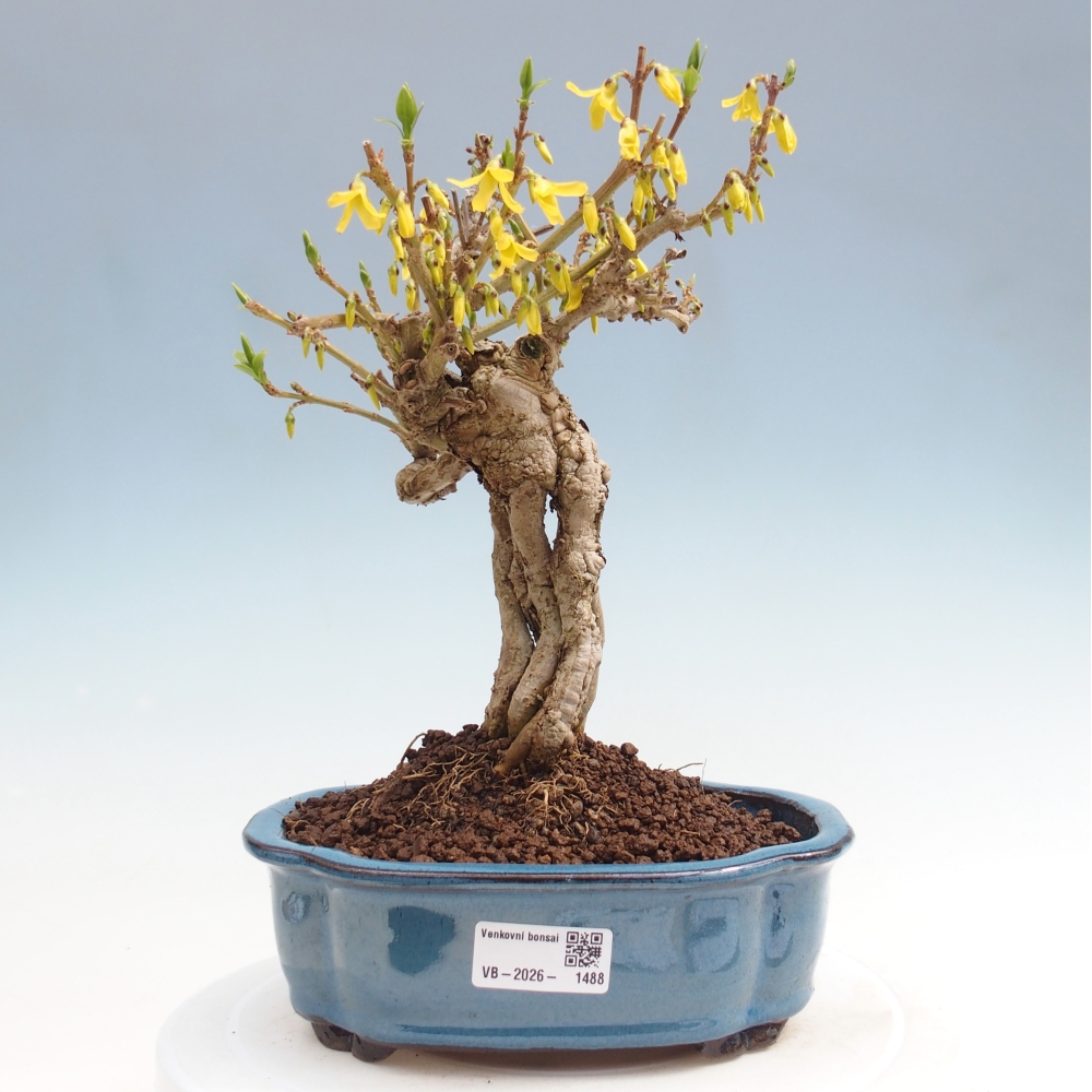 Vonkajšie bonsaje - Zlatice - Forsythia koreana