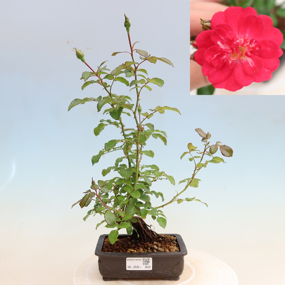Vonkajšie bonsaje – Rosa Kordes – ruže
