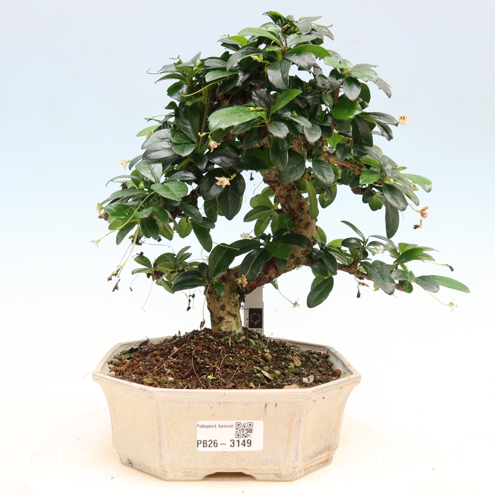 Izbové bonsaje - Carmona macrophylla - Tea fuki