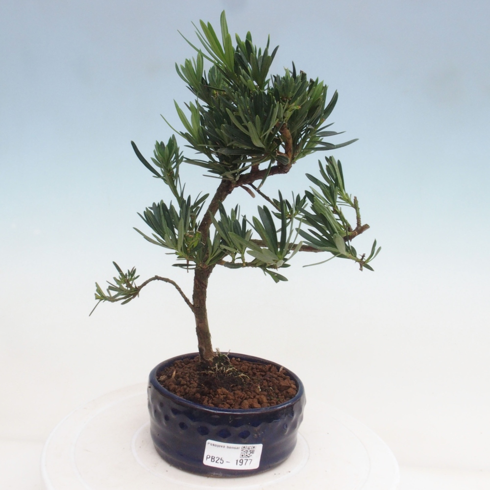 Izbová bonsai - Podocarpus - Kamenný tis
