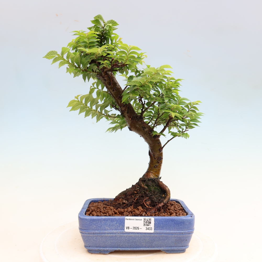 Vonkajší bonsai – Ulmus Jacqueline Hillier – javor krásny
