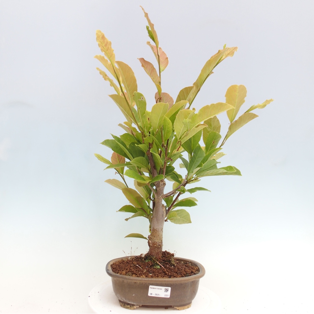Vonkajší bonsai - Magnolia loebneri merrill - Magnólia