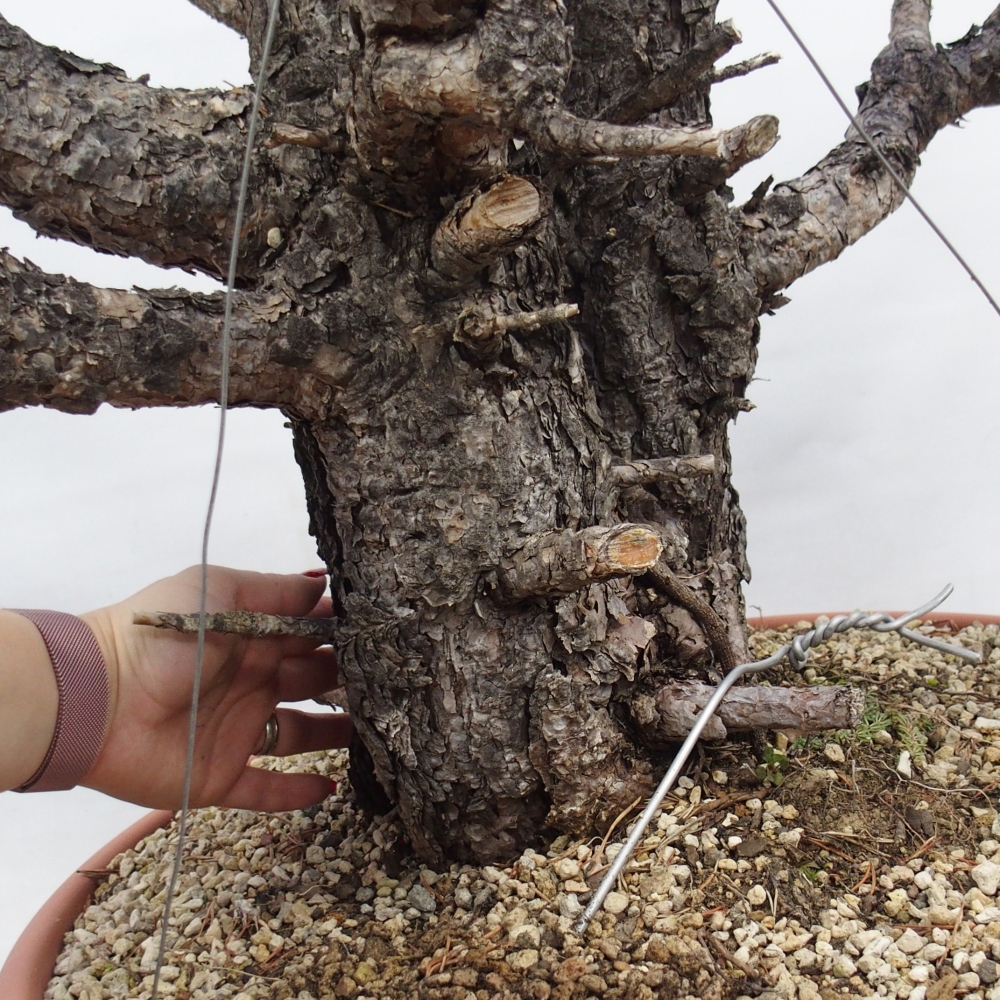Yamadori - Pinus sylvestris Španielsko