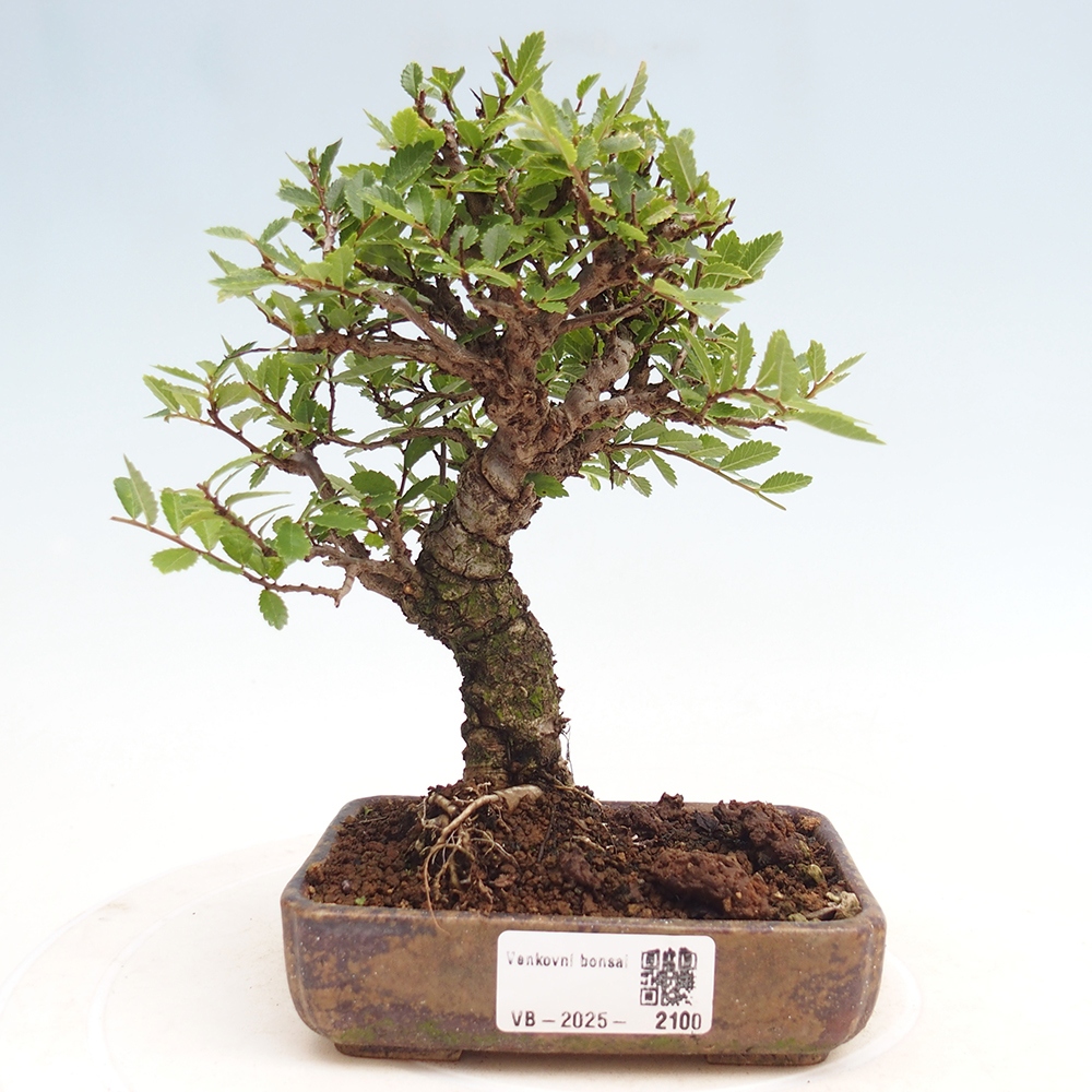 Vonkajšie bonsai - Zelkova - Zelkova Nirom