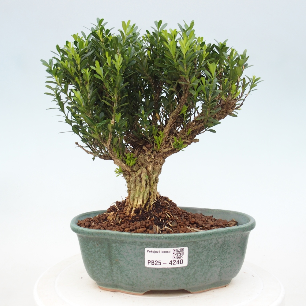 Izbové bonsaje - Buxus harlandii - korkový buxus
