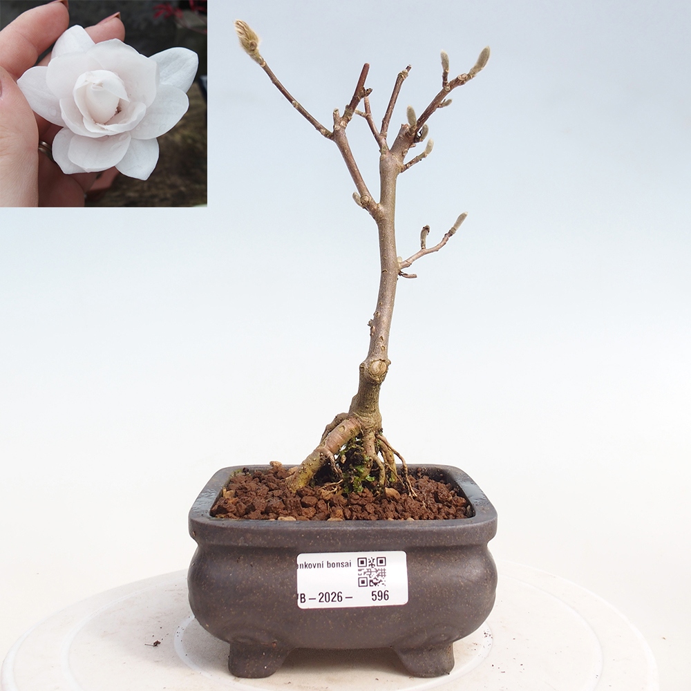 Vonkajšie bonsaje - Magnolia stellata