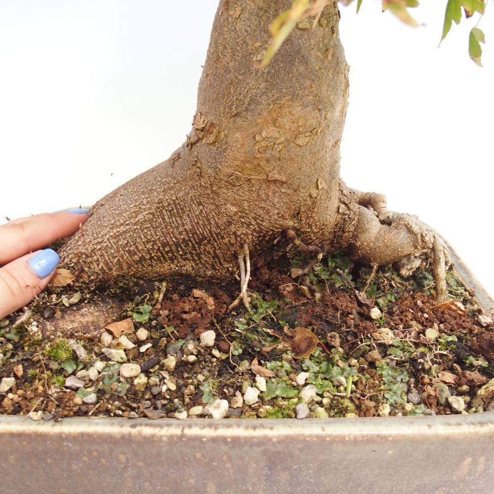 Vonkajšie bonsai - Javor Buergerianum - Javor Burgerův
