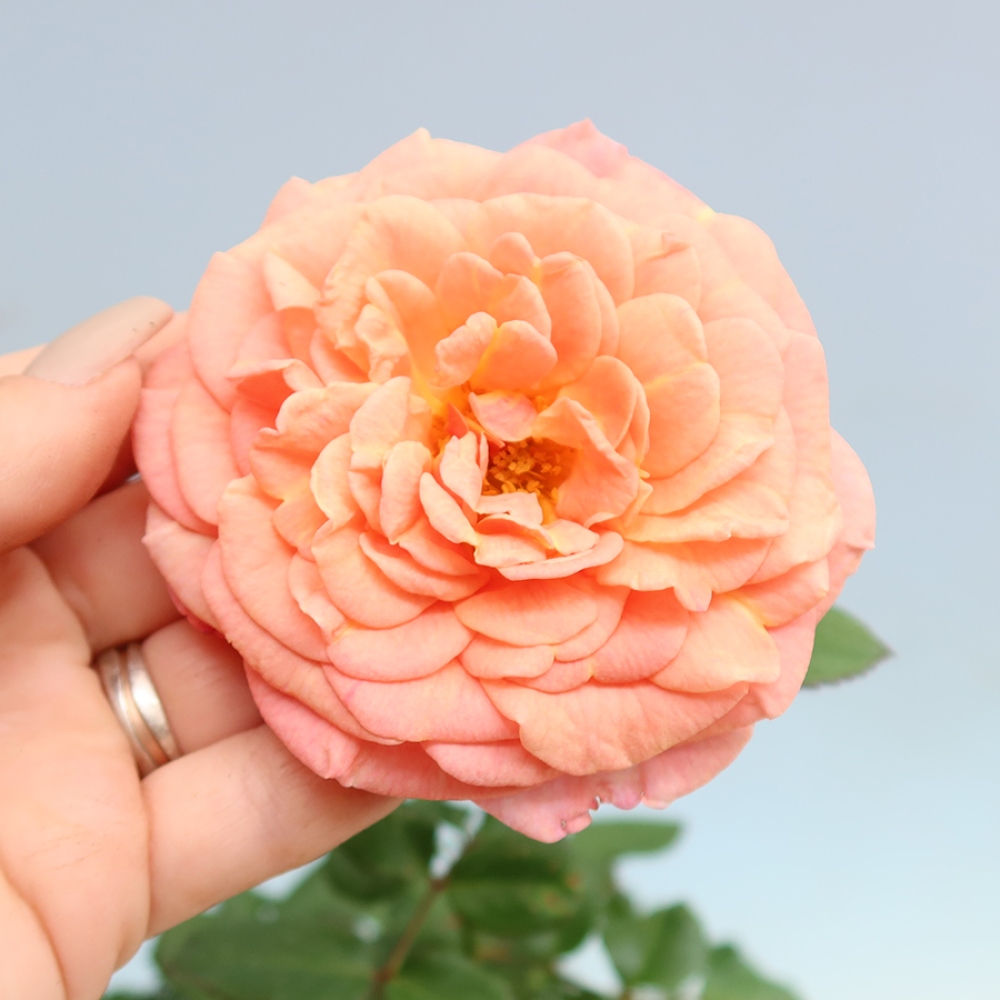 Vonkajšie bonsaje – Rosa Kordes – ruže