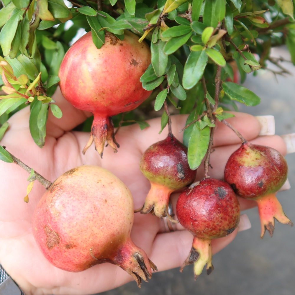 Izbový bonsaj-PUNICA granatum nana-Granátové jablko