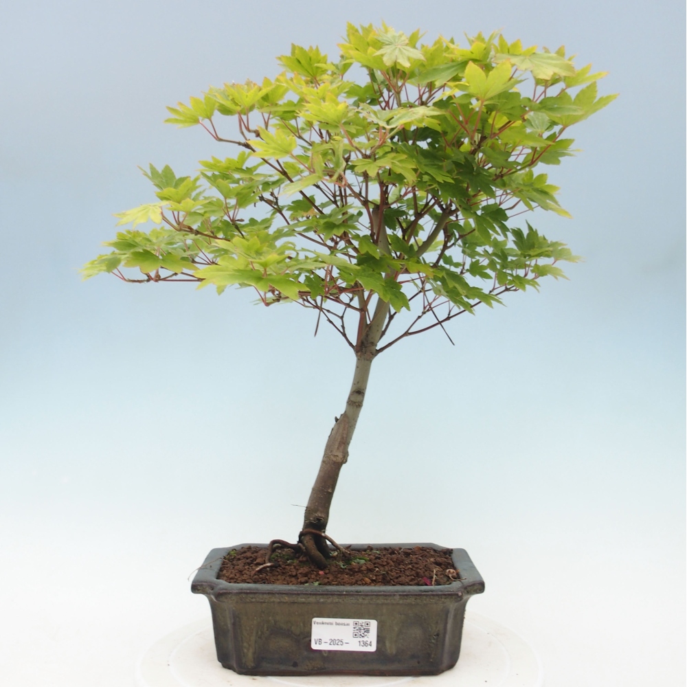 Vonkajší bonsai - Javor palmatum katsura GISAN - Javor dlanitolistý
