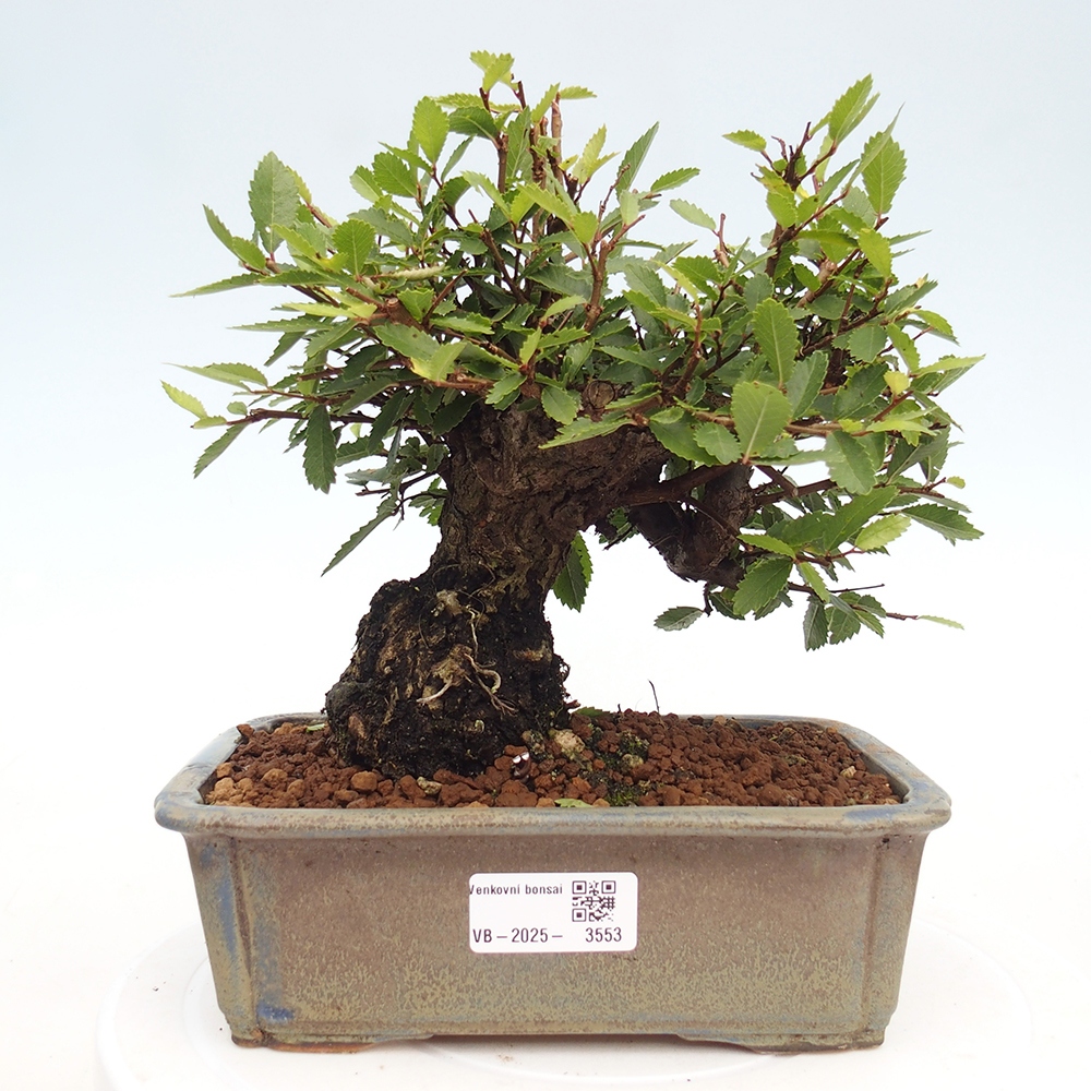 Vonkajšie bonsaje - Zelkova - Zelkova NIRE