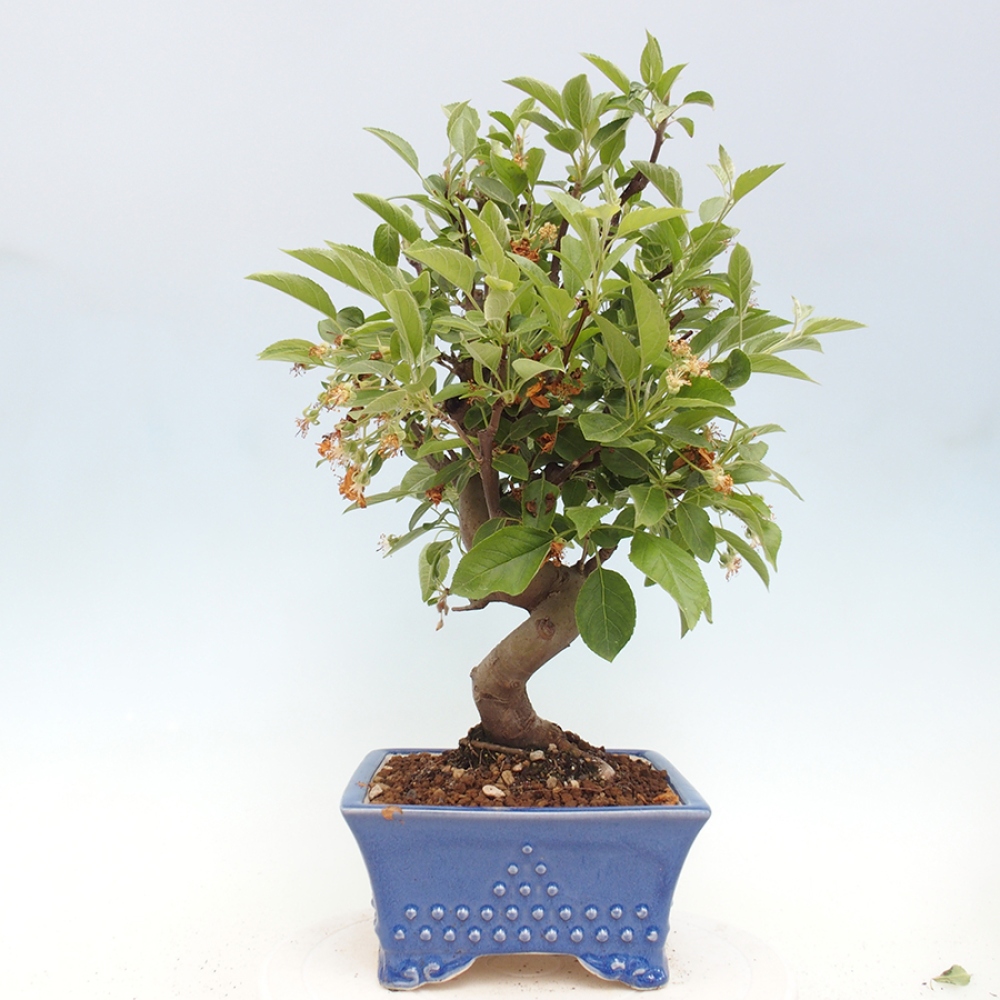 Vonkajší bonsai -Malus halliana - Maloplodá jabloň