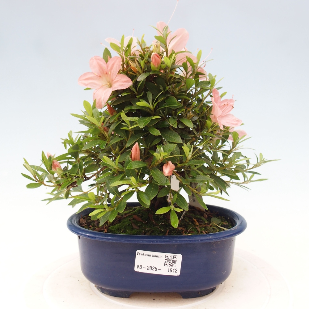 Vonkajší bonsai - Japonská azalka -  Azalea Nikko