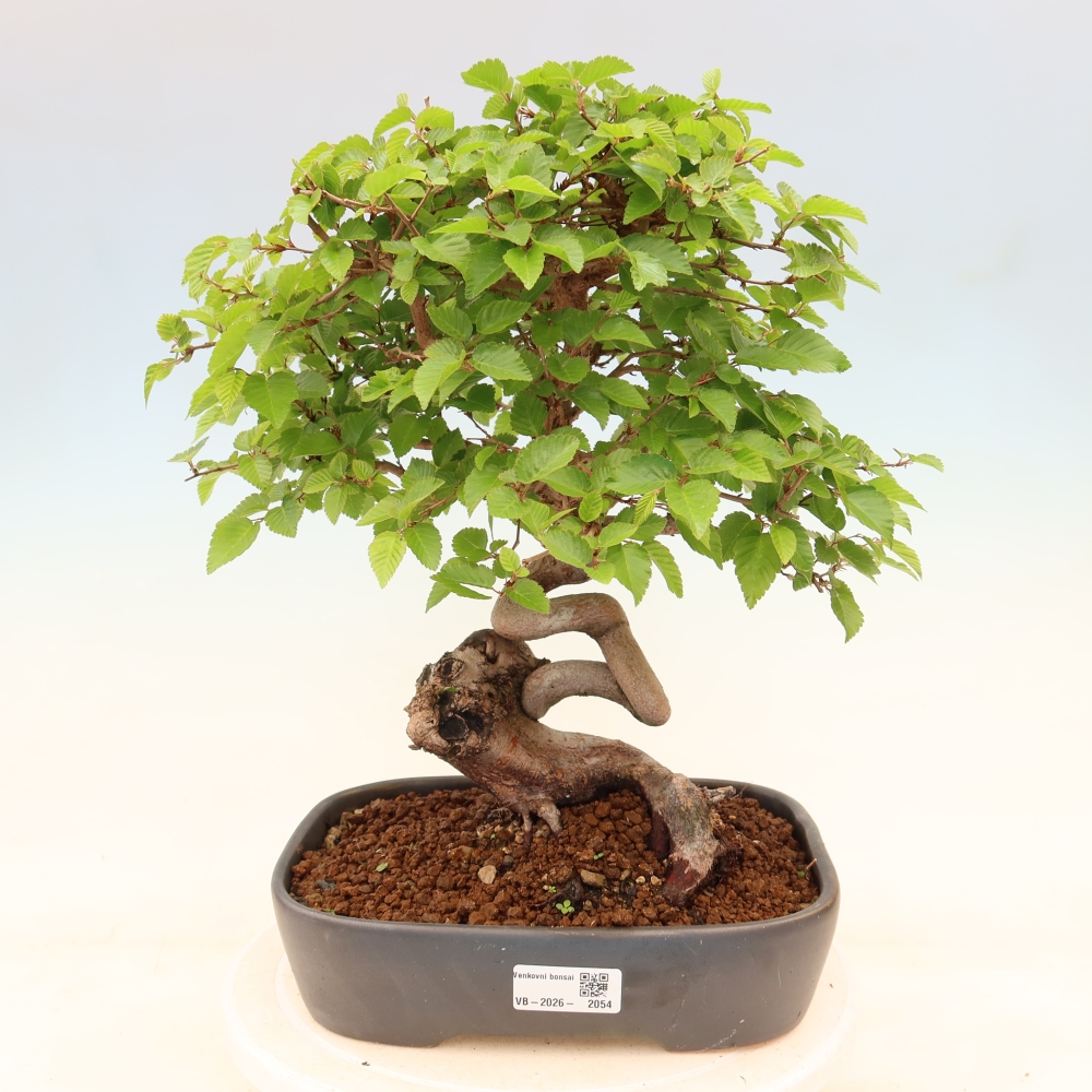 Vonkajší bonsaj -Carpinus coreana - Hrab kórejský