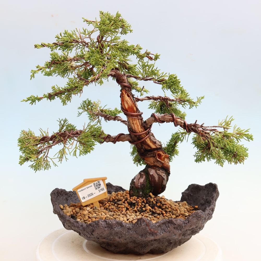 Vonkajší bonsai – Juniperus chinensis Itoigawa – čínsky jalovec