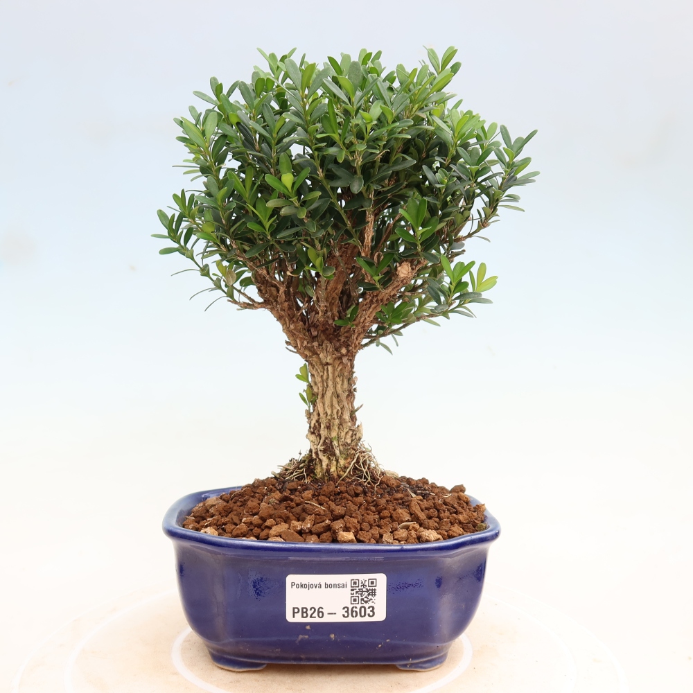 Izbové bonsaje - Buxus harlandii - korkový buxus