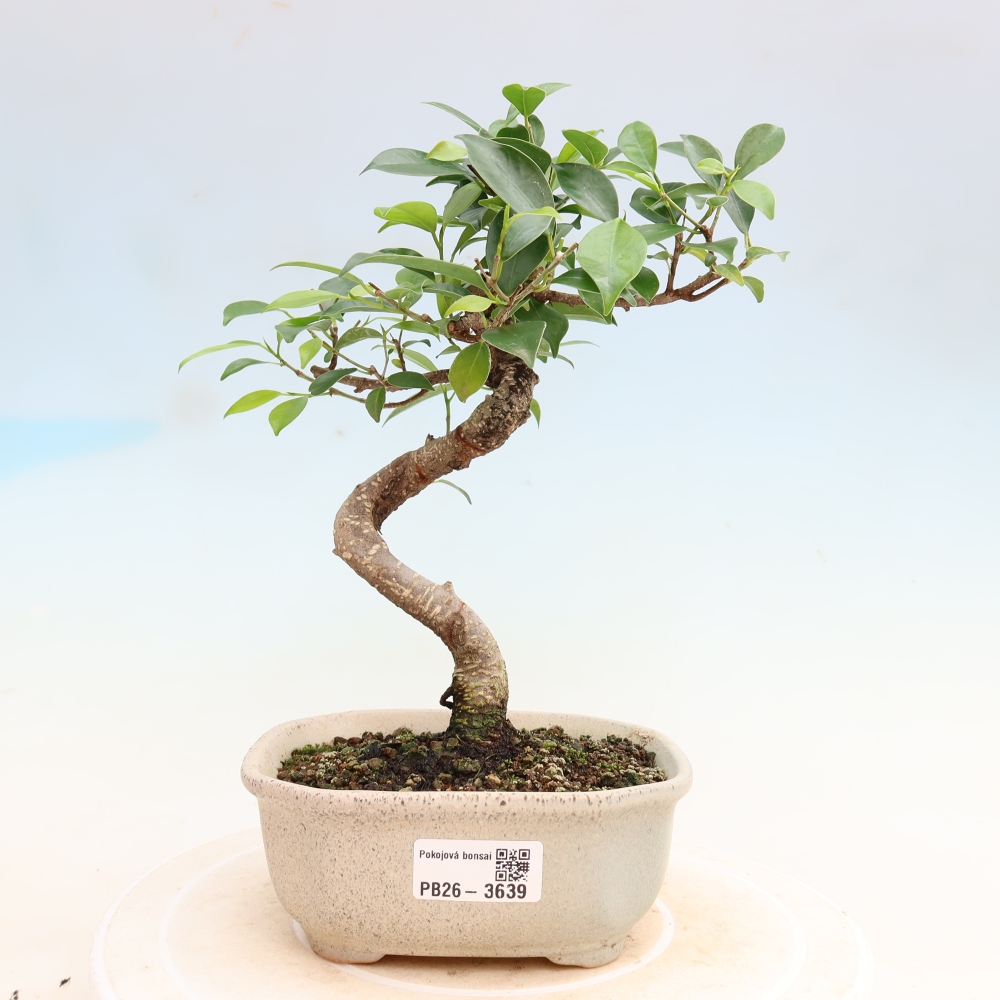 Izbové bonsaje - Ficus kimmen - drobnolistý fikus