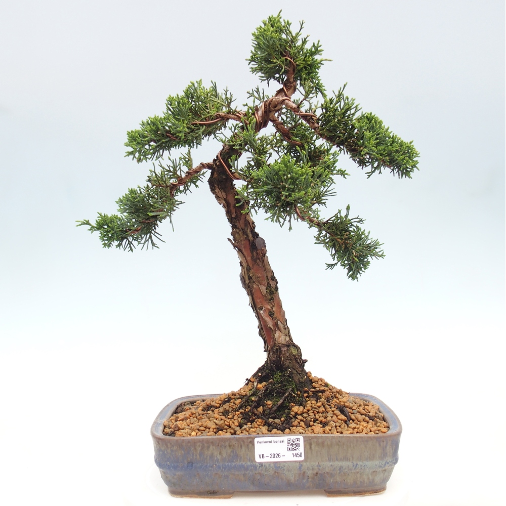 Vonkajší bonsaj - Juniperus chinensis Kishu
