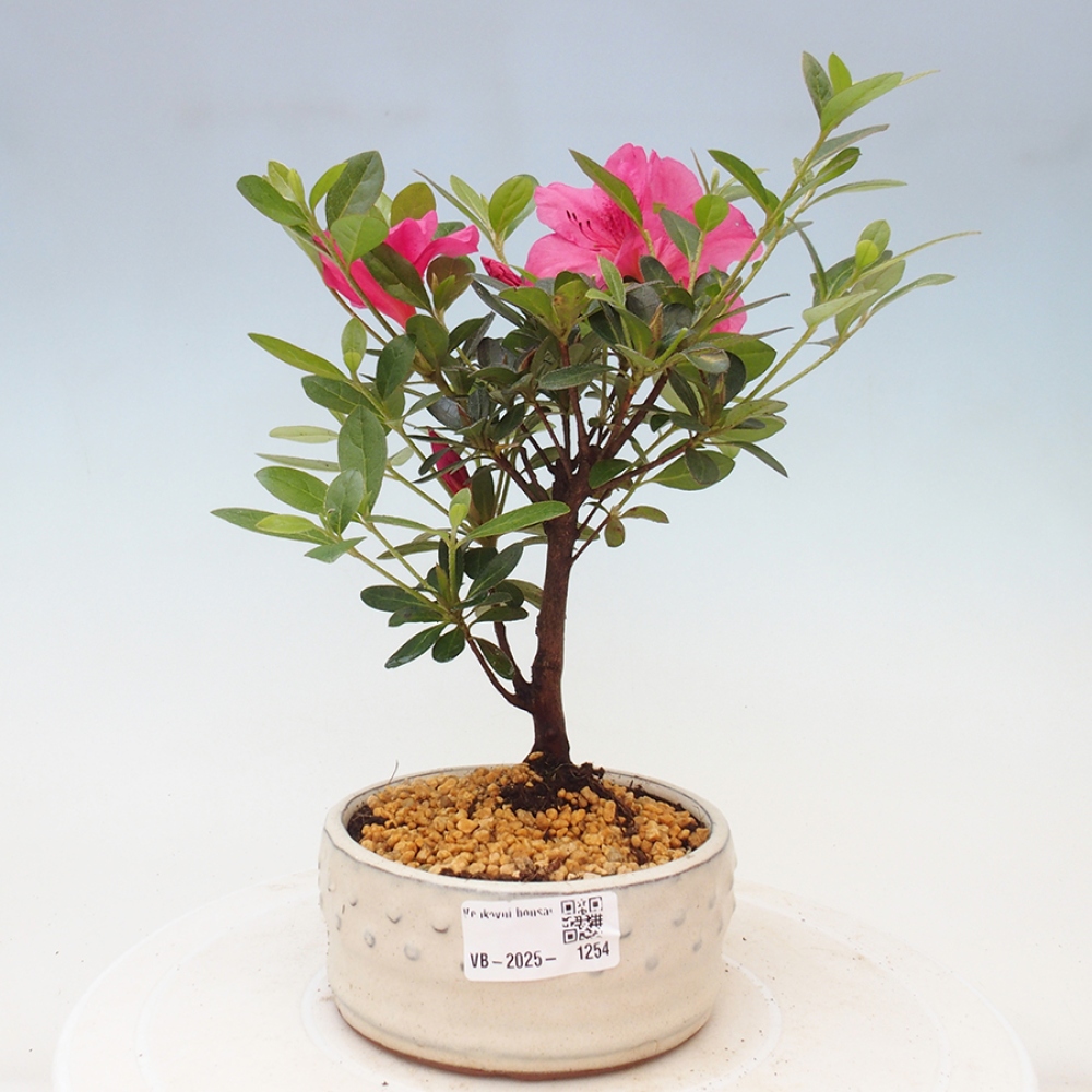 Vonkajší bonsai - Japonská azalka - Azalea sp.