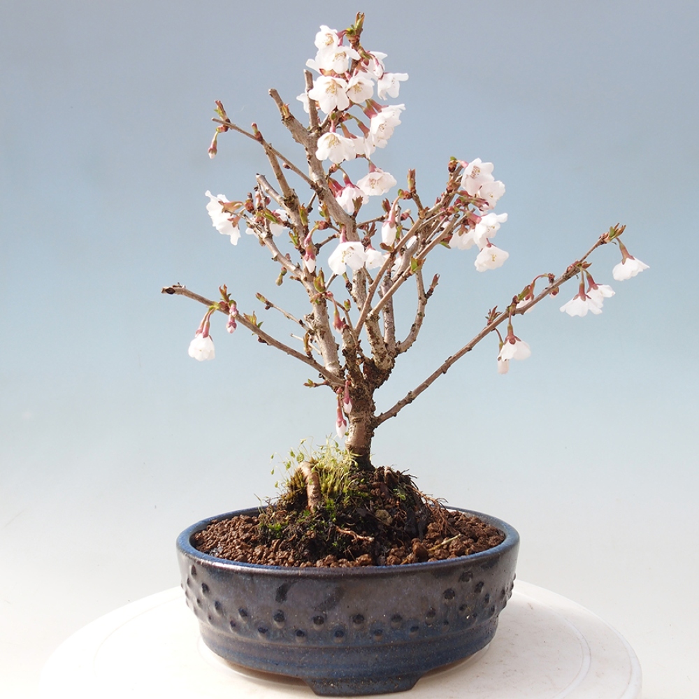 Vonkajší bonsai - Prunus incisa Kojou-no mai-Slivoň vyrezaná