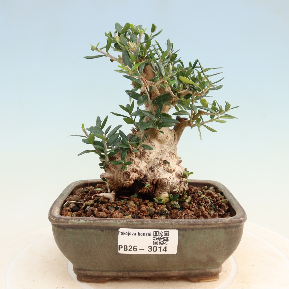 Izbový bonsaj - Olea europaea sylvestris