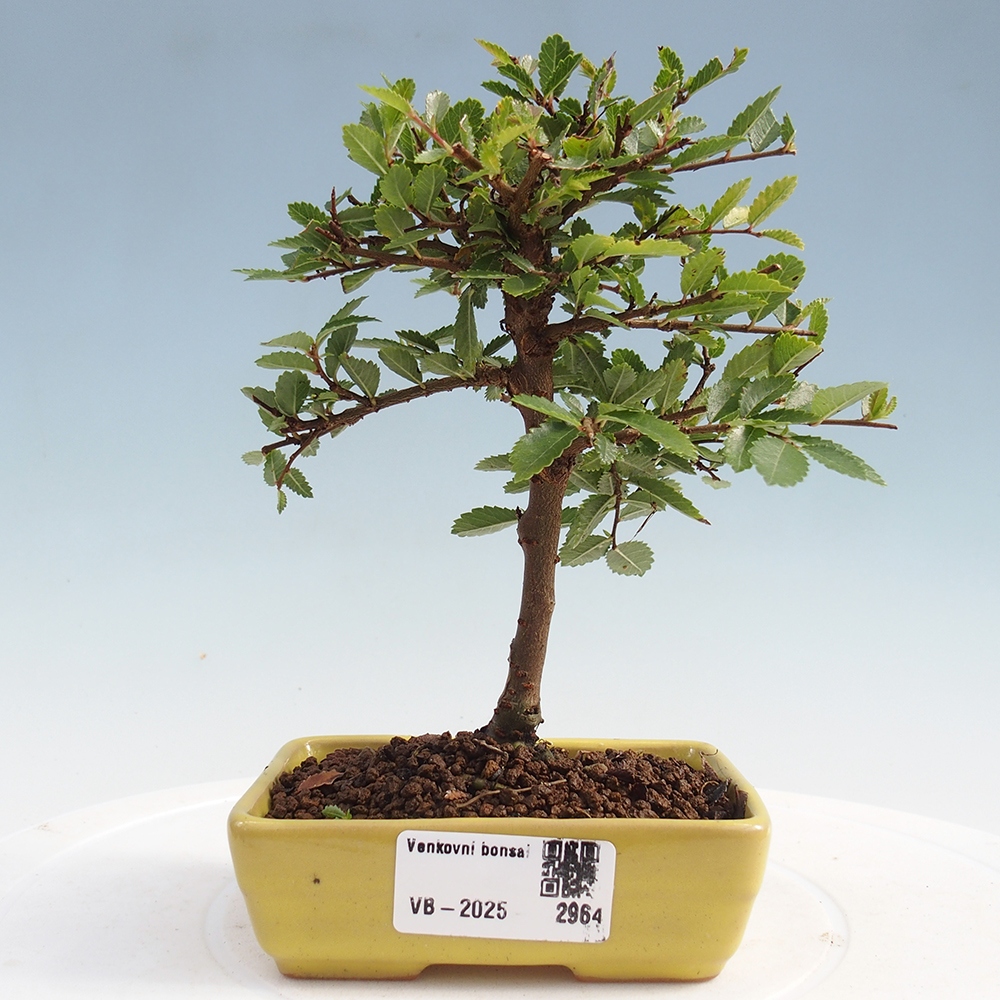 Vonkajší bonsai - Ulmus parvifolia Sagei - Malolistý brest
