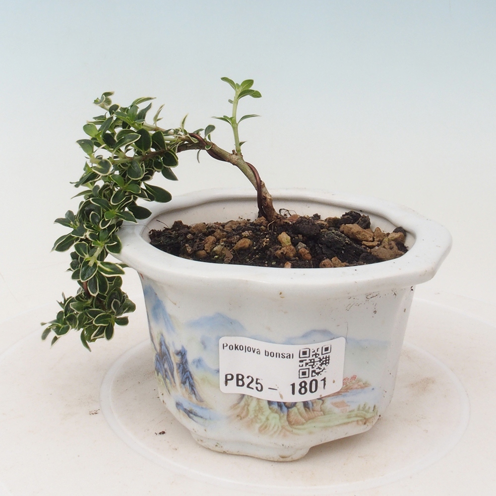 Izbová bonsai - Serissa foetida Variegata - Strom tisíce hviezd