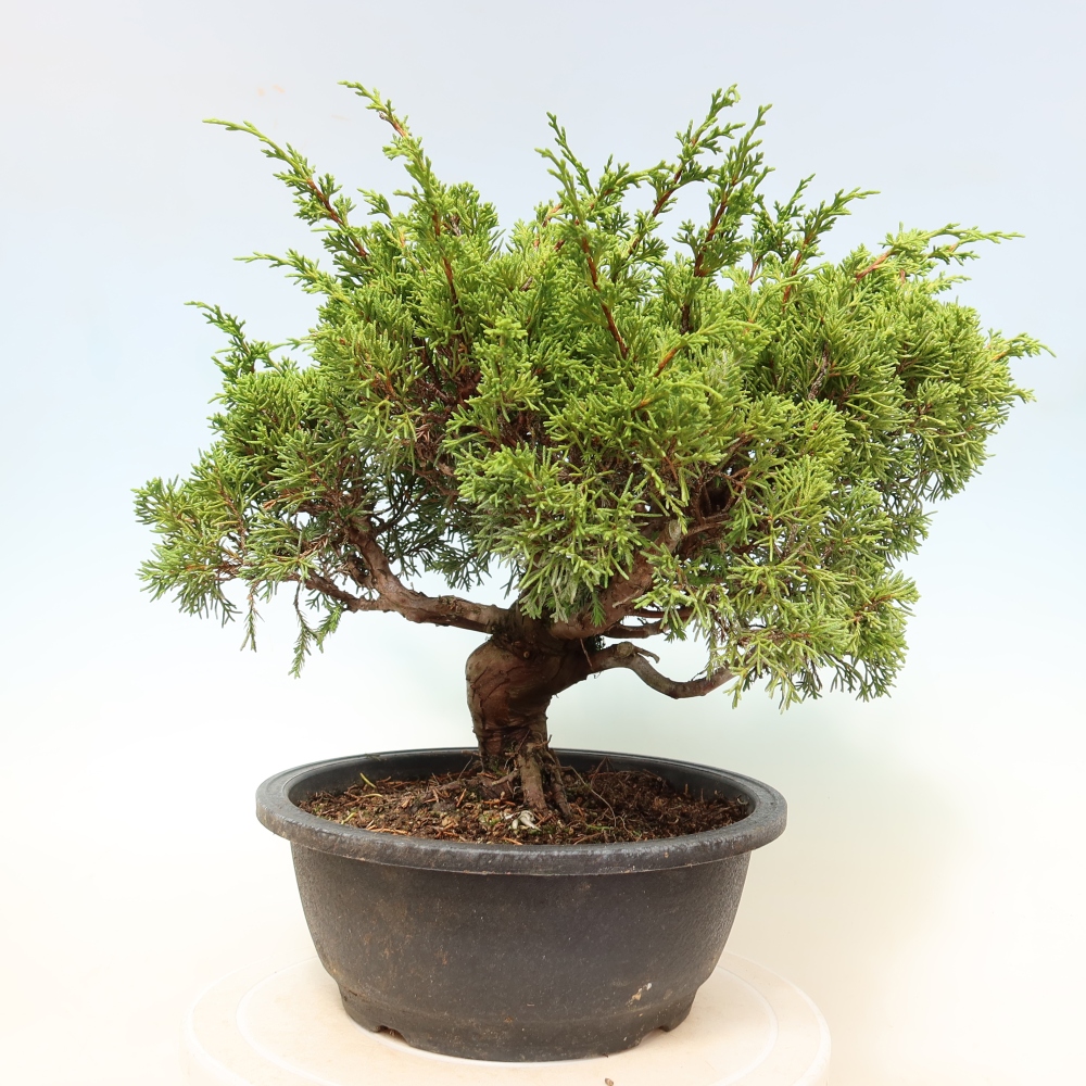 Vonkajší bonsai – Juniperus chinensis Itoigawa – čínsky jalovec
