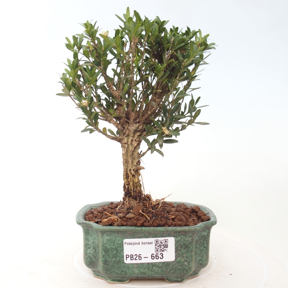 Izbové bonsaje - Buxus harlandii - korkový buxus