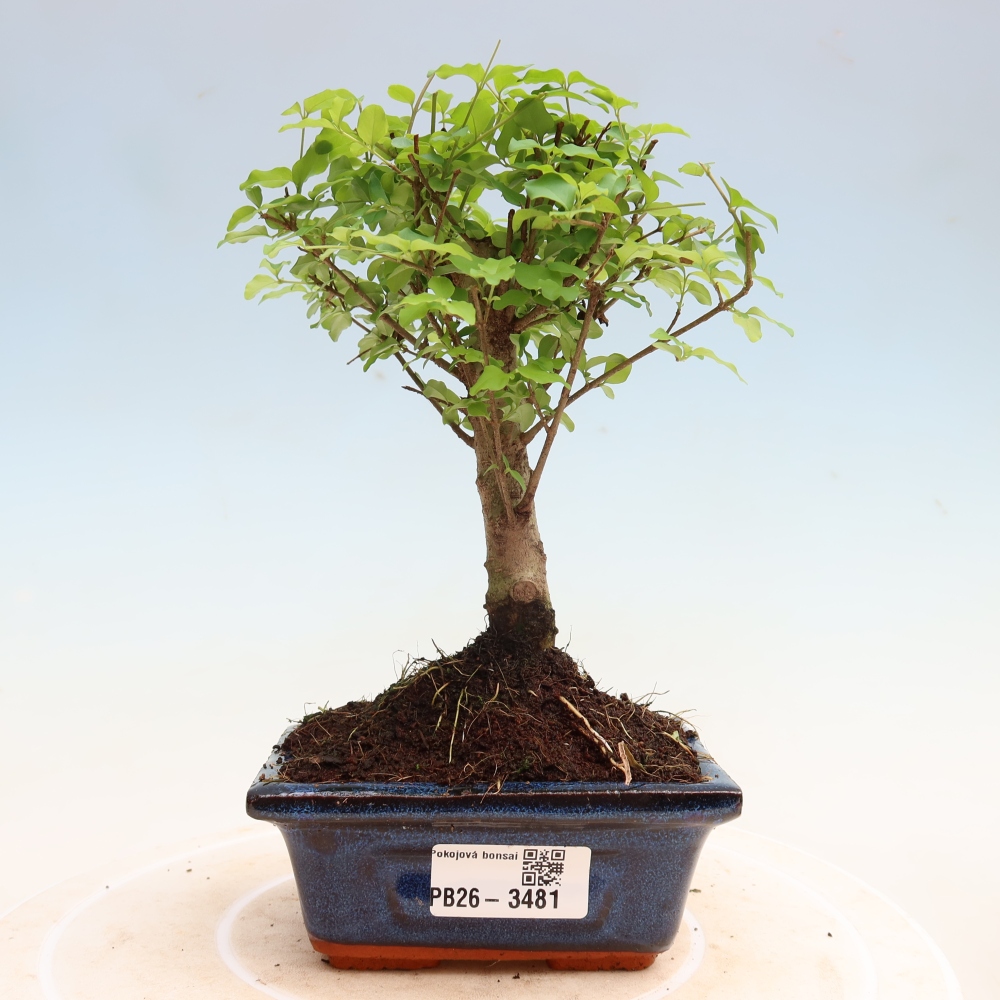 Izbový bonsaj -Ligustrum chinensis - Vtáčí zobák