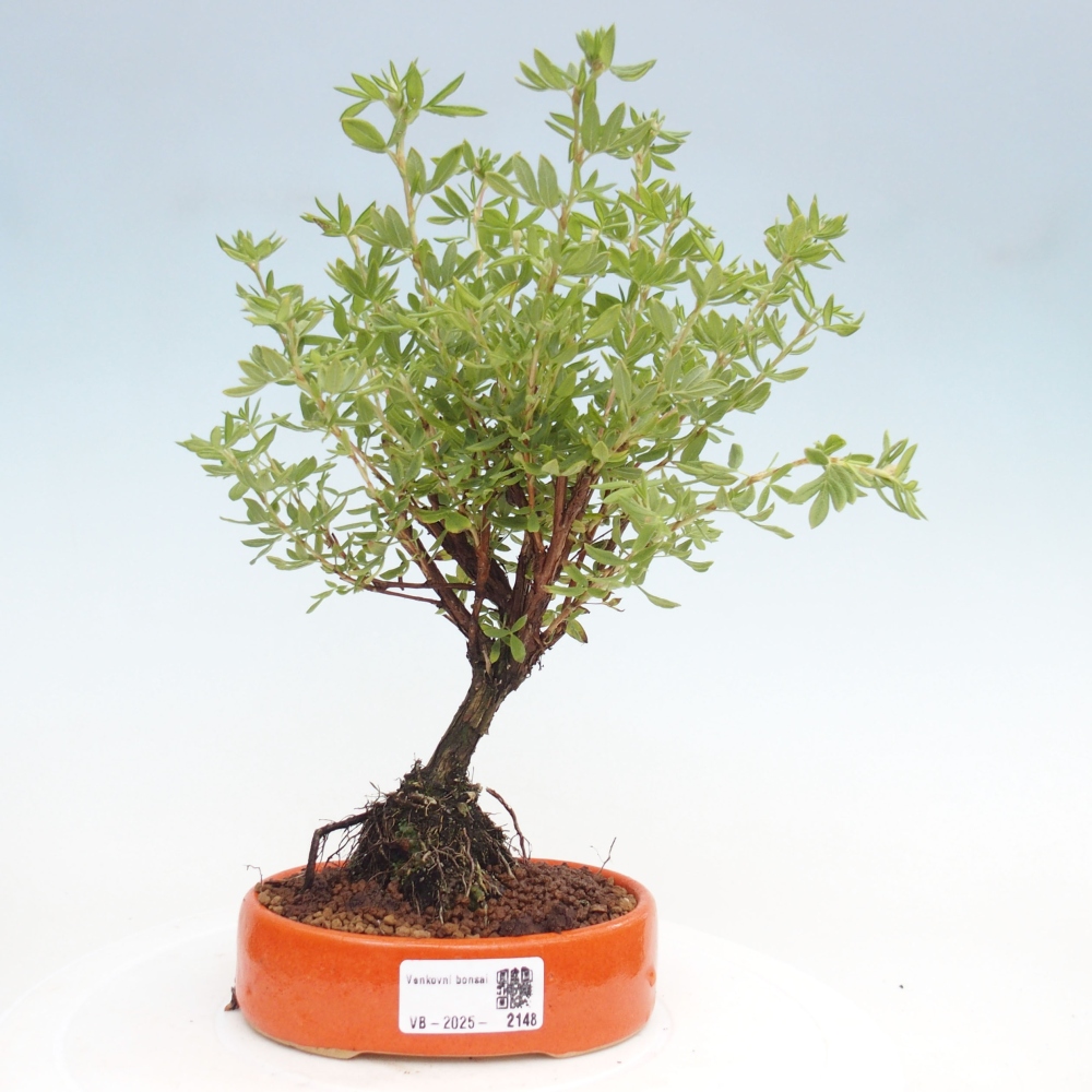 Vonkajšia bonsai-Nátržník krovitá - potentila fruticosa yellow Bird