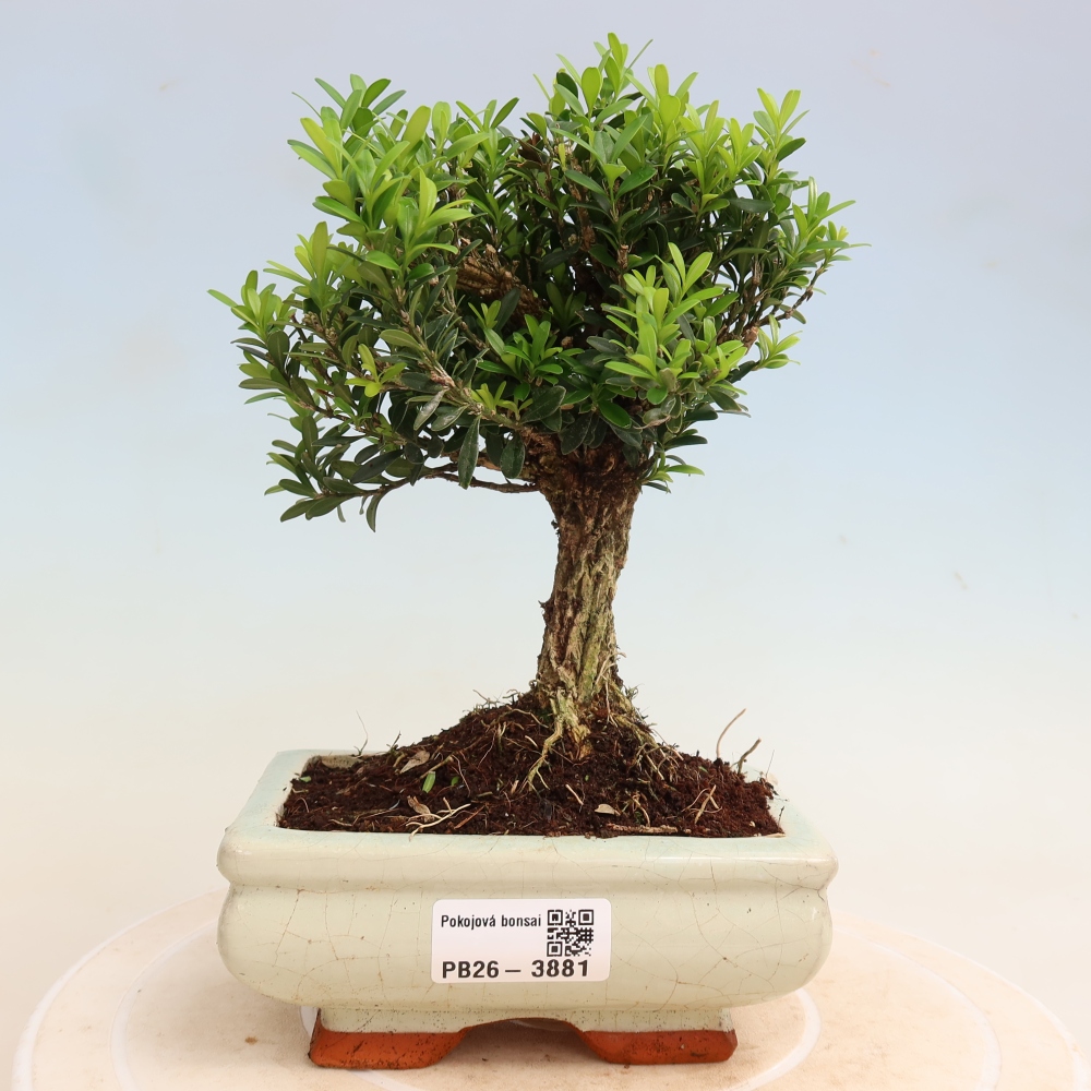 Izbové bonsaje - Buxus harlandii - korkový buxus