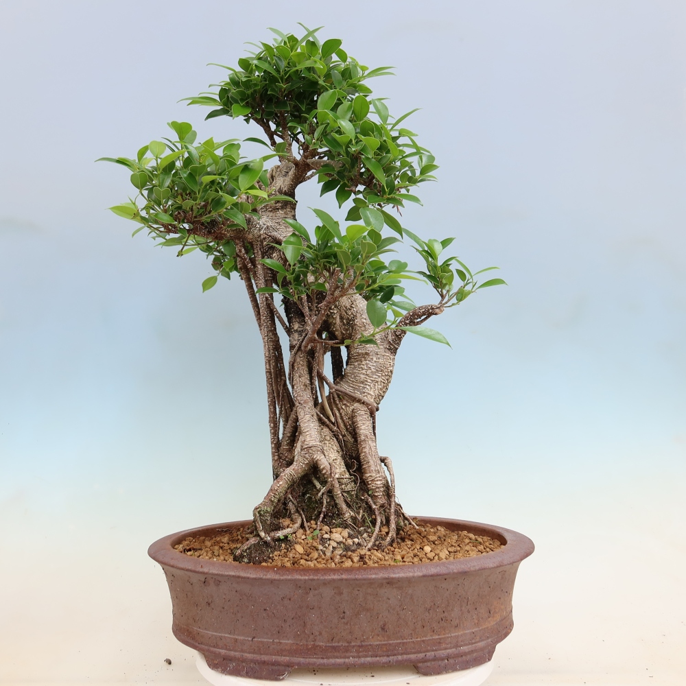 Izbové bonsaje - Ficus kimmen - drobnolistý fikus