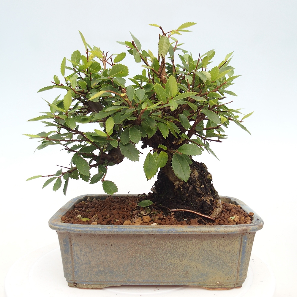 Vonkajšie bonsaje - Zelkova - Zelkova NIRE