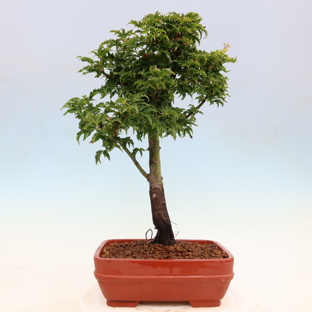 Vonkajšia bonsaj -Javorská palma Acer palmatum Shishigashira