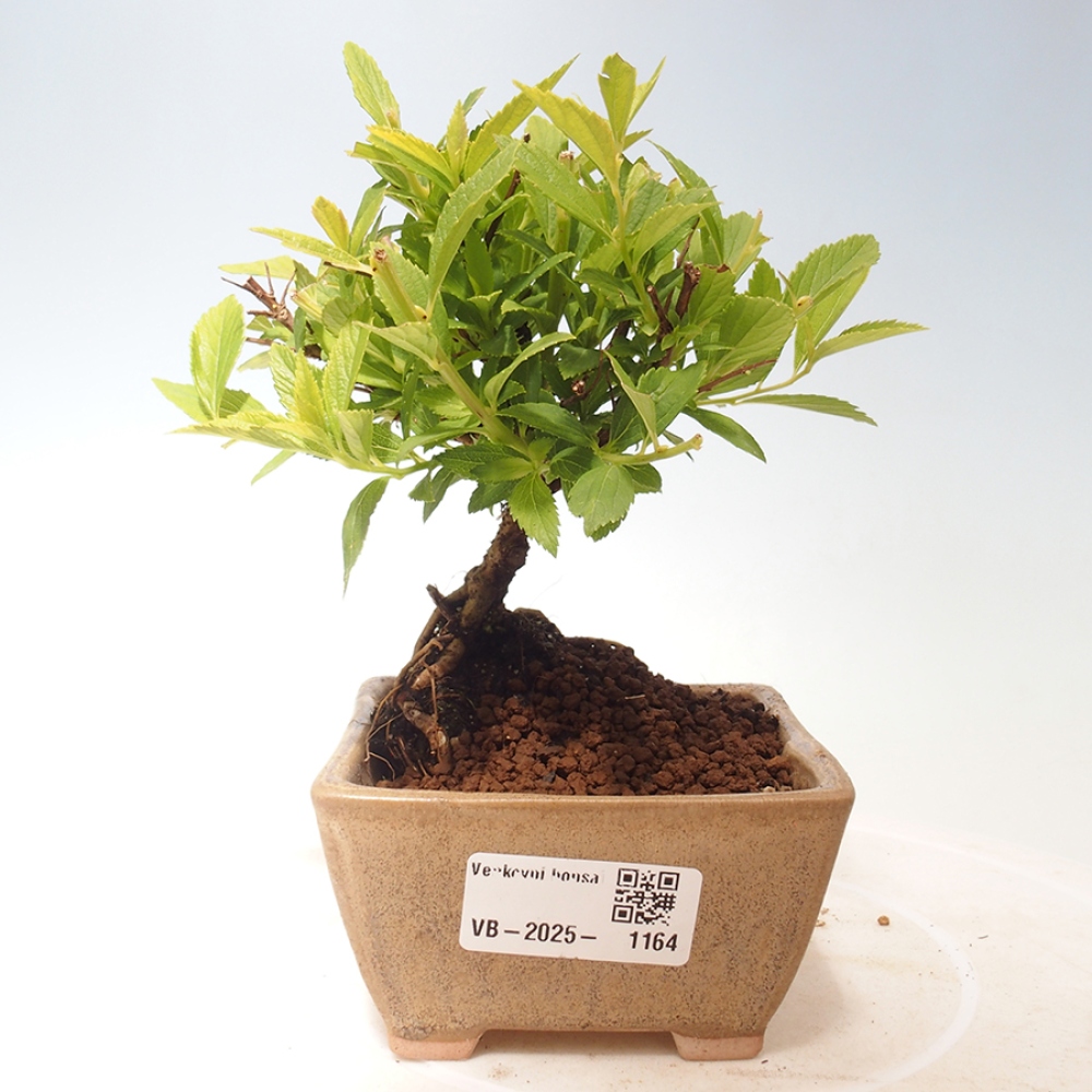Vonkajší bonsai -malolistý tavoľník - Spirea japonica GENPSI