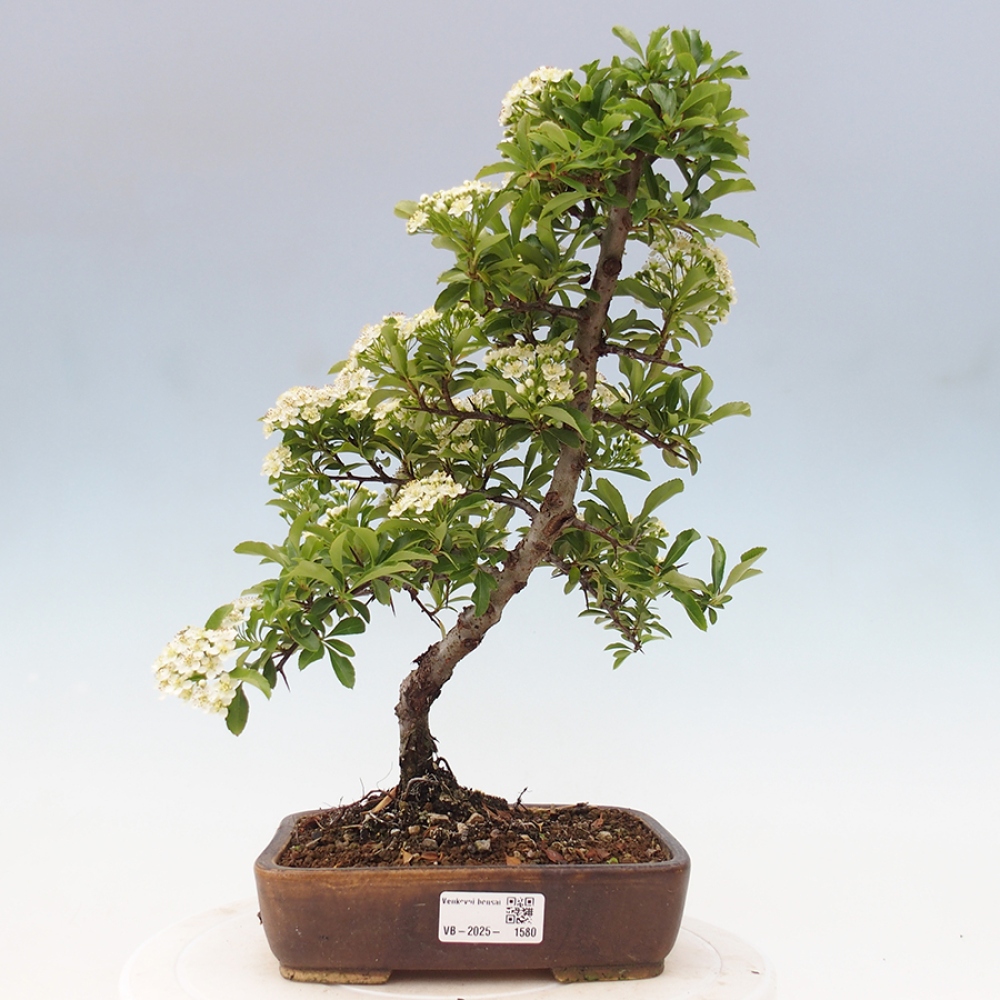 Vonkajšia bonsai-Pyracanta Teton -Hlohyně